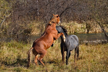 Russia. South of Western Siberia, Mountain Altai. Two enraged stallions sort things out on an autumn mountain pasture along the Chui Tract.