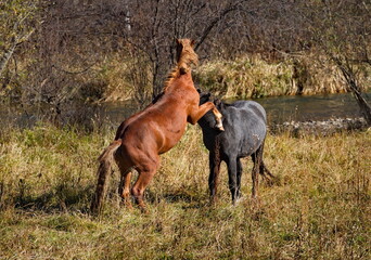 Fototapeta premium Russia. South of Western Siberia, Mountain Altai. Two enraged stallions sort things out on an autumn mountain pasture along the Chui Tract.