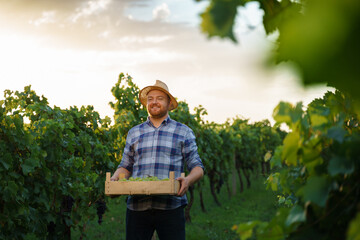 Front view a young farmer winegrower worker man in a hat stands with box full of grapes in his...