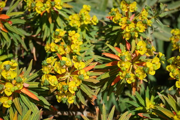 comino, wyspa, malta, roślinność, żółty