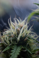 Naklejka na ściany i meble marijuana macro photography cannabis bloom with smoke on the background