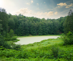 A small lake of the forest. Green trees and calm yellow lake in spring season