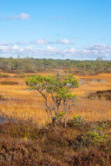 Bog pine
