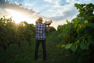 Back view a young farmer man holding box of grapes . Agronomist worker stands in vineyards.