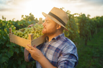 Side view of young farmer viticulturist holding box of grapes on shoulder big harvest.