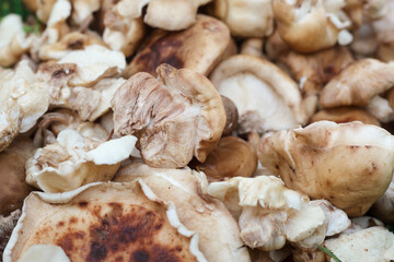 Shiitake mushrooms presented at the market, closeup