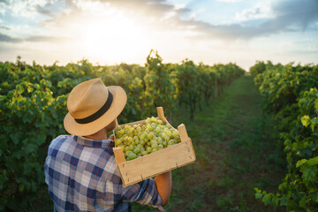 Back view a young farmer man holding box of grapes . Agronomist worker stands in vineyards.