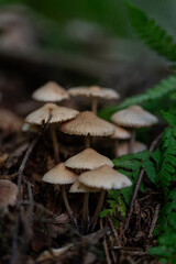 mushrooms in the forest