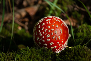 fly agaric mushroom in grass