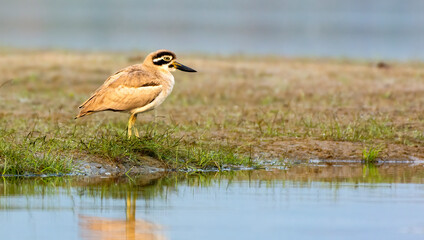 Great thick-knee