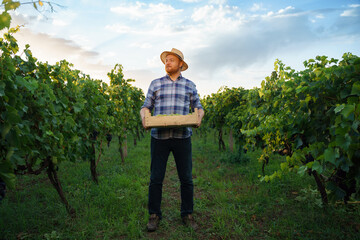 Front view a young farmer winegrower worker man in a hat stands with box full of grapes in his hands. Background large grape plantation in nice clear sunny weather.
