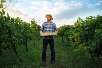 Front view a young farmer winegrower worker man in a hat stands with box full of grapes in his...