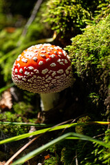 fly agaric mushroom