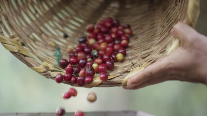 Coffee berries pouring out of wicker basket RED 6K.R3D slow motion. Last berries fall into shucker. close up shot. Guatemala. 83 FPS - Powered by Adobe