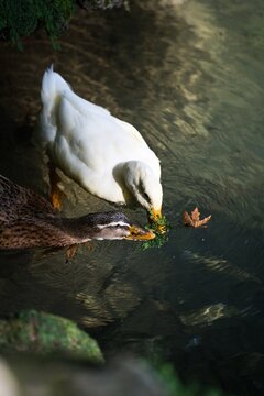 Ducks Fight Over The Food In The River