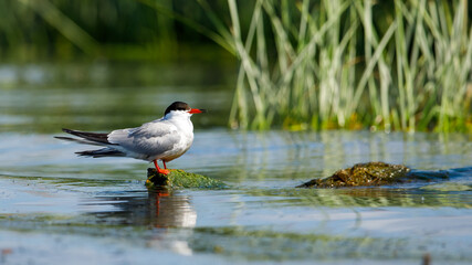 A common tern in the danube delta of romania