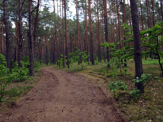 droga przez las w puszczy kampinowskiej