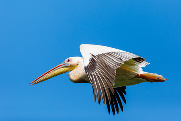 A pelican in the wilderness of the Danube Delta in Romania