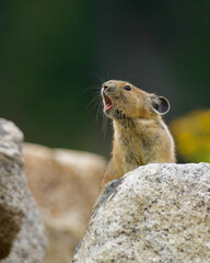Pika calling out in rocky alpine habitat ... Pikas are a key Indicator Species for climate change