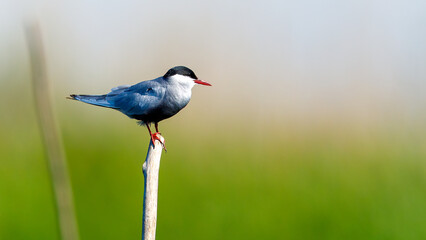 A common tern in the danube delta of romania