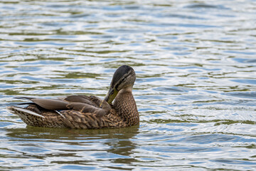 Stockente auf dem Fischteich 4