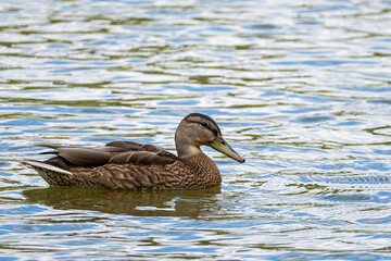 Stockente auf dem Fischteich 3