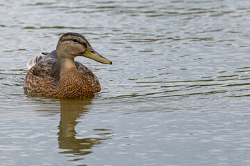 Stockente auf dem Fischteich 1