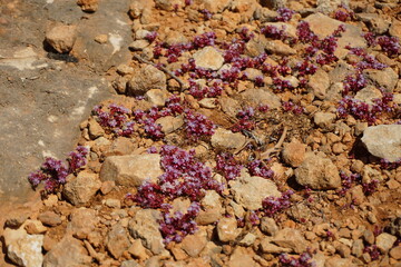 comino, wyspa, malta, roślinność, różowy