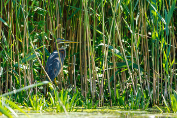 A purple heron in the wilderness of the Danube Delta in Romania