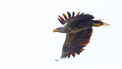 A white tailed eagle in the wilderness of the Danube Delta in Romania