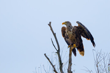 A white tailed eagle in the wilderness of the Danube Delta in Romania