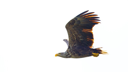A white tailed eagle in the wilderness of the Danube Delta in Romania