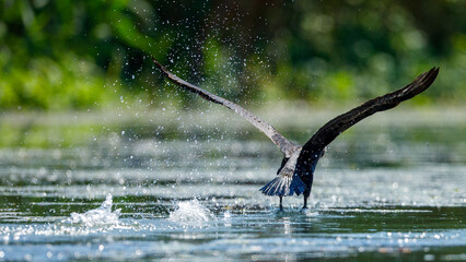 Great black cormorants in the Danube Delta of Romania