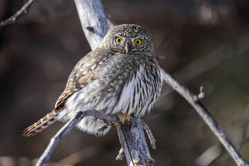 Northern Pygmy Owl - Colorado