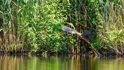 A purple heron in the wilderness of the Danube Delta in Romania