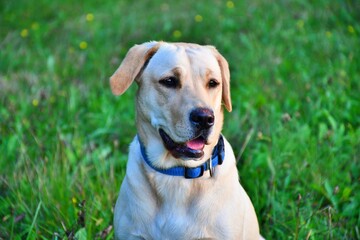 golden retriever dog