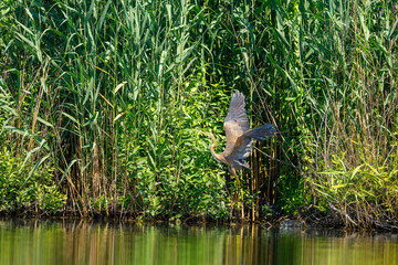 A purple heron in the wilderness of the Danube Delta in Romania