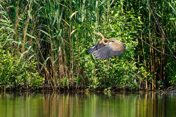 A purple heron in the wilderness of the Danube Delta in Romania