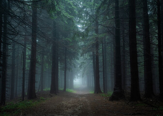 Gloomy and dark forest road during a foggy morning with the best mystic atmosphere in the east of Bohemia.