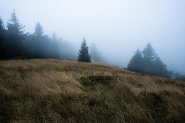 Gloomy and dark field during a foggy morning with the best mystic atmosphere in the east of Bohemia.