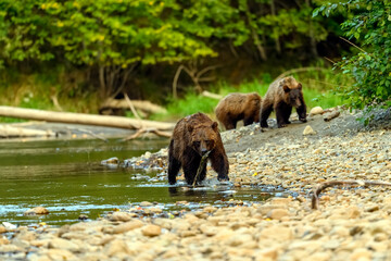 A female grizzly bear and her cute grizzly cub feed on salmon at the riverbank in Tweedsmuir South...