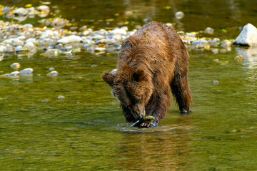 Naklejka na ściany i meble Grizzly Bear (Ursus arctos horribilis) salmon fishing in the Atnarko River in Tweedsmuir (South) Provincial Park