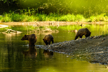 A female grizzly bear and her cute grizzly cub feed on salmon at the riverbank in Tweedsmuir South...