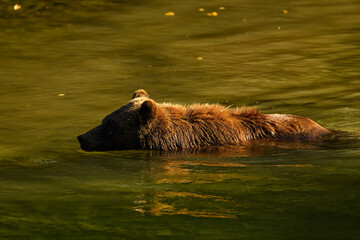 A female grizzly bear (Ursus arctos horribilis) is swimming in the Atnarko River searching for...