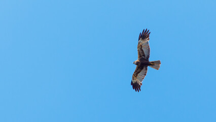 A Marsh Harrier in the air of the Danube Delta in Romania