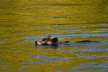 A female grizzly bear (Ursus arctos horribilis) is swimming in the Atnarko River searching for salmon