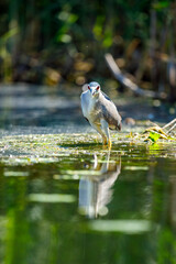 A Night Heron in the wilderness of the Danube Delta in Romania
