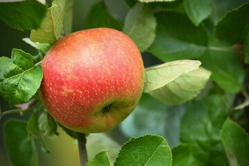 Szara Reneta (Malus domestica). Stara i ceniona odmiana jabłoni, doskonała na przetwory - obrazy, fototapety, plakaty