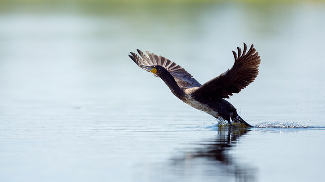 Great black cormorants in the Danube Delta of Romania