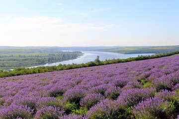 Pridnestrovie  Transnistrian lavender